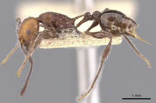 Temnothorax sallei specimen CASENT0901797 image casent0901797_3