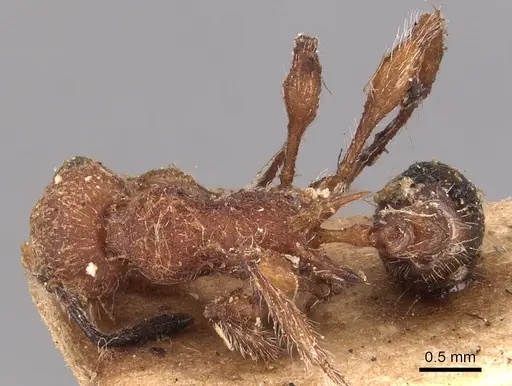 Temnothorax sallei specimen CASENT0904719 image casent0904719_1