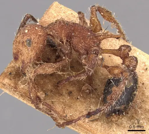 Temnothorax sallei specimen CASENT0904719 image casent0904719_3
