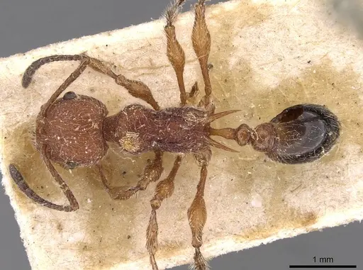Temnothorax sallei specimen CASENT0908988 image casent0908988_1