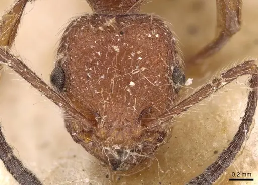 Temnothorax sallei specimen CASENT0908988 image casent0908988_2
