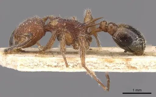 Temnothorax sallei specimen CASENT0908988 image casent0908988_3