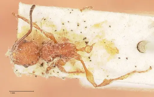 Temnothorax sallei specimen FOCOL0685 image focol0685_1