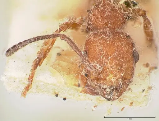 Temnothorax sallei specimen FOCOL0685 image focol0685_2