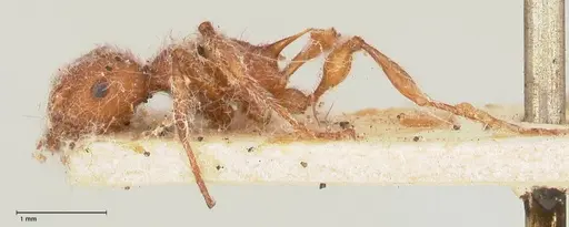 Temnothorax sallei specimen FOCOL0685 image focol0685_3