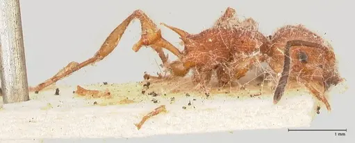 Temnothorax sallei specimen FOCOL0685 image focol0685_4