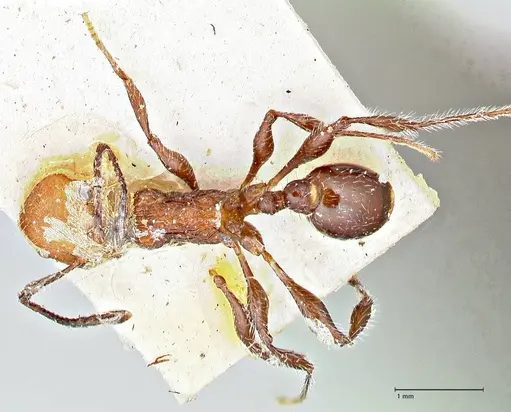 Temnothorax sallei specimen FOCOL2965 image focol2965_1