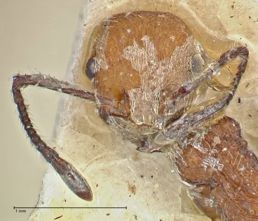 Temnothorax sallei specimen FOCOL2965 image focol2965_2