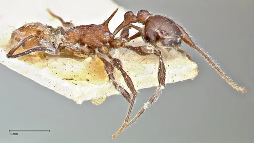 Temnothorax sallei specimen FOCOL2965 image focol2965_3