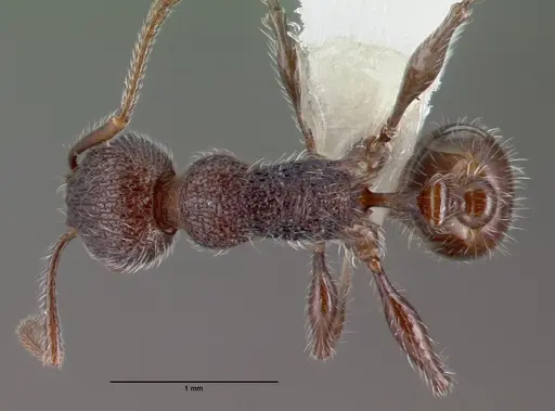 Temnothorax salvini specimen CASENT0010847 image casent0010847_1