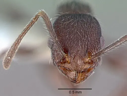 Temnothorax salvini specimen CASENT0010847 image casent0010847_2