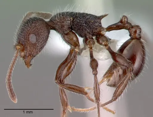 Temnothorax salvini specimen CASENT0010847 image casent0010847_3