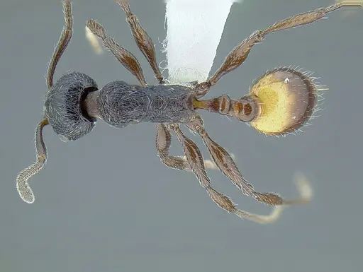 Temnothorax salvini specimen CASENT0756074 image casent0756074_1