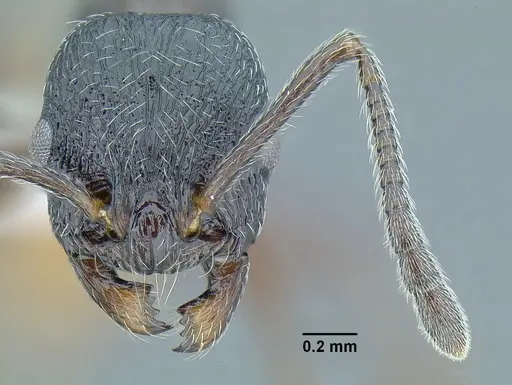 Temnothorax salvini specimen CASENT0756074 image casent0756074_2