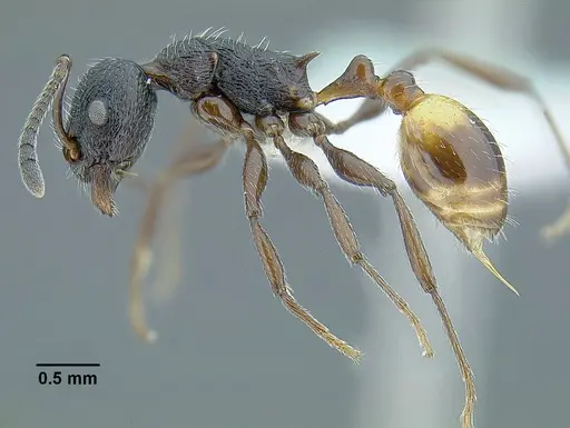 Temnothorax salvini specimen CASENT0756074 image casent0756074_3