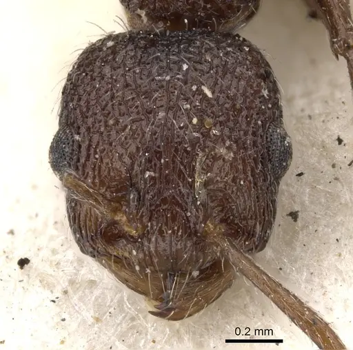 Temnothorax salvini specimen CASENT0901796 image casent0901796_2