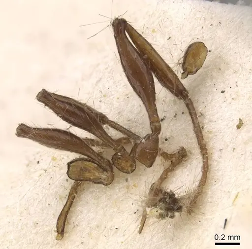 Temnothorax salvini specimen CASENT0908989 image casent0908989_1