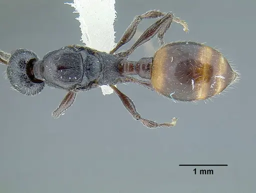 Temnothorax salvini specimen JTLC000001501 image jtlc000001501_1