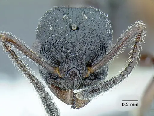 Temnothorax salvini specimen JTLC000001501 image jtlc000001501_2