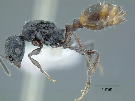 Temnothorax salvini specimen JTLC000001501 image jtlc000001501_3