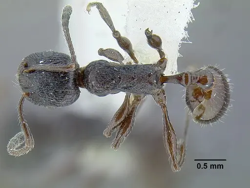 Temnothorax salvini specimen LACMENT323467 image lacment323467_1