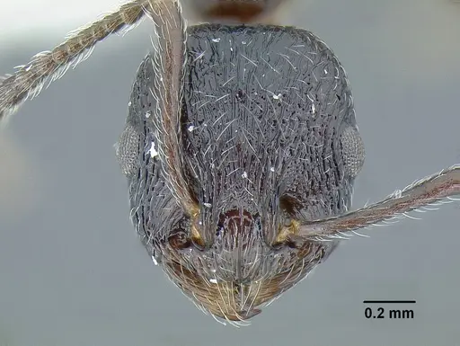 Temnothorax salvini specimen LACMENT323467 image lacment323467_2