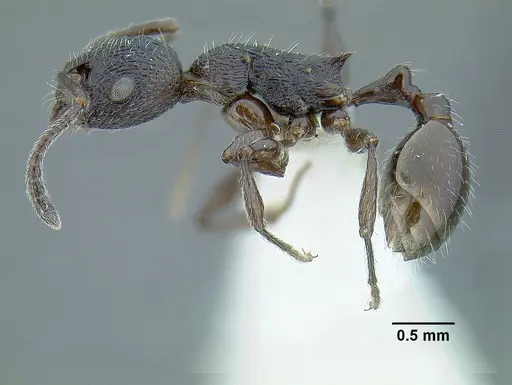 Temnothorax salvini specimen LACMENT323467 image lacment323467_3