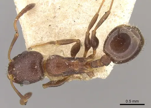 Temnothorax santschii specimen CASENT0906169 image casent0906169_1