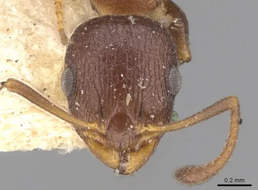 Temnothorax santschii specimen CASENT0906169 image casent0906169_2