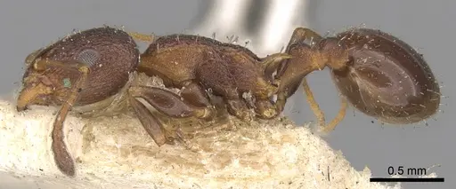 Temnothorax santschii specimen CASENT0906169 image casent0906169_3