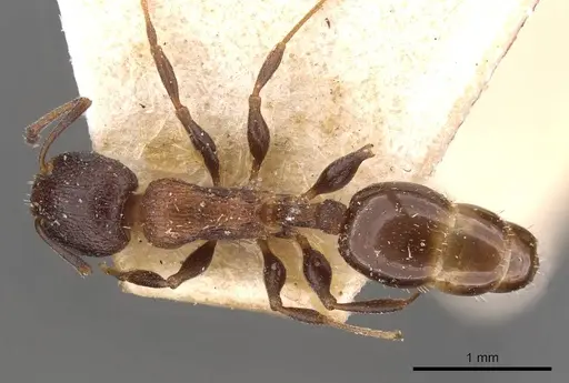 Temnothorax santschii specimen CASENT0909028 image casent0909028_1