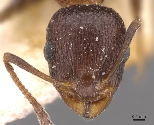 Temnothorax santschii specimen CASENT0909028 image casent0909028_2