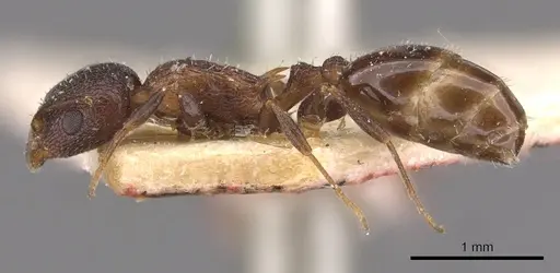 Temnothorax santschii specimen CASENT0909028 image casent0909028_3