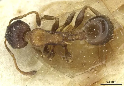 Temnothorax santschii specimen CASENT0912931 image casent0912931_1
