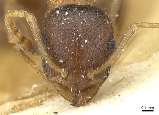 Temnothorax santschii specimen CASENT0912931 image casent0912931_2