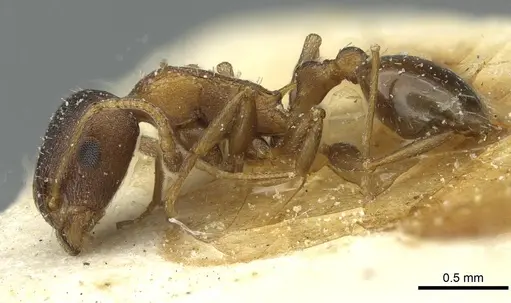 Temnothorax santschii specimen CASENT0912931 image casent0912931_3