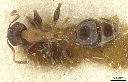 Temnothorax santschii specimen CASENT0912933 image casent0912933_1