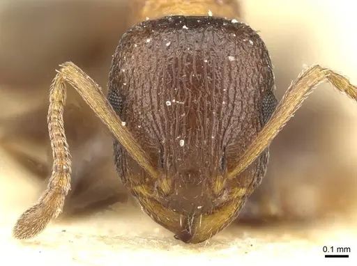 Temnothorax santschii specimen CASENT0912933 image casent0912933_2