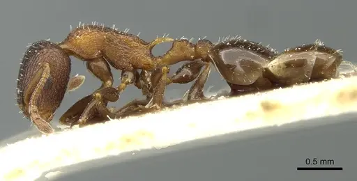 Temnothorax santschii specimen CASENT0912933 image casent0912933_3
