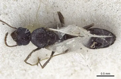 Temnothorax santschii specimen CASENT0916695 image casent0916695_1
