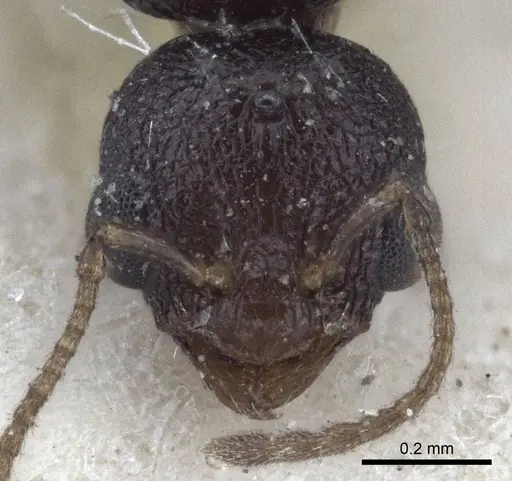 Temnothorax santschii specimen CASENT0916695 image casent0916695_2
