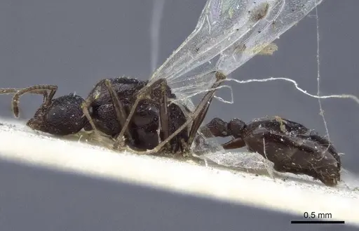Temnothorax santschii specimen CASENT0916695 image casent0916695_3