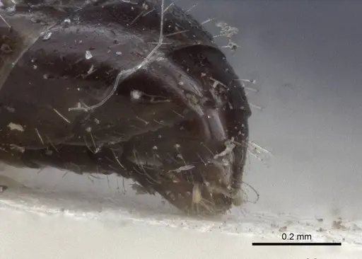 Temnothorax santschii specimen CASENT0916695 image casent0916695_4