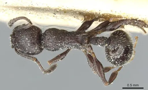Temnothorax sardous specimen CASENT0912994 image casent0912994_1