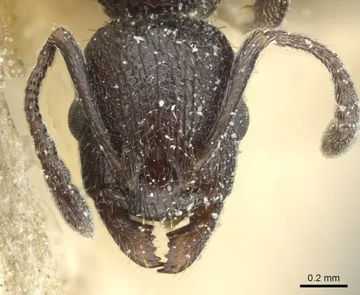 Temnothorax sardous specimen CASENT0912994 image casent0912994_2