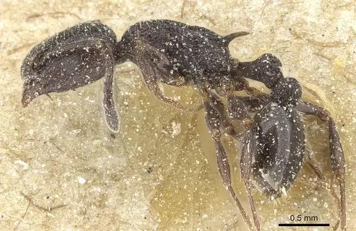 Temnothorax sardous specimen CASENT0912994 image casent0912994_3