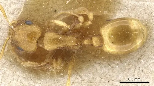 Temnothorax satunini specimen CASENT0904745 image casent0904745_1