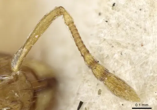 Temnothorax satunini specimen CASENT0904745 image casent0904745_3