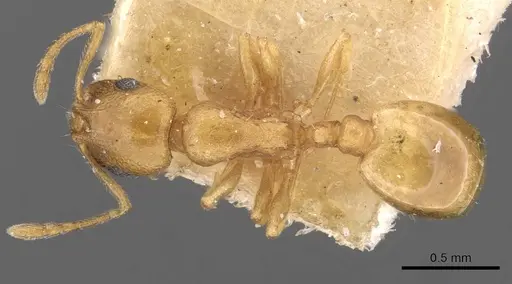 Temnothorax satunini specimen CASENT0909018 image casent0909018_1