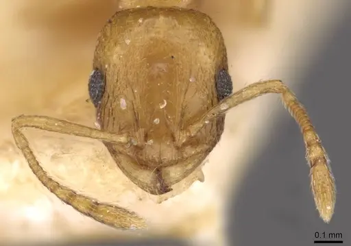 Temnothorax satunini specimen CASENT0909018 image casent0909018_2
